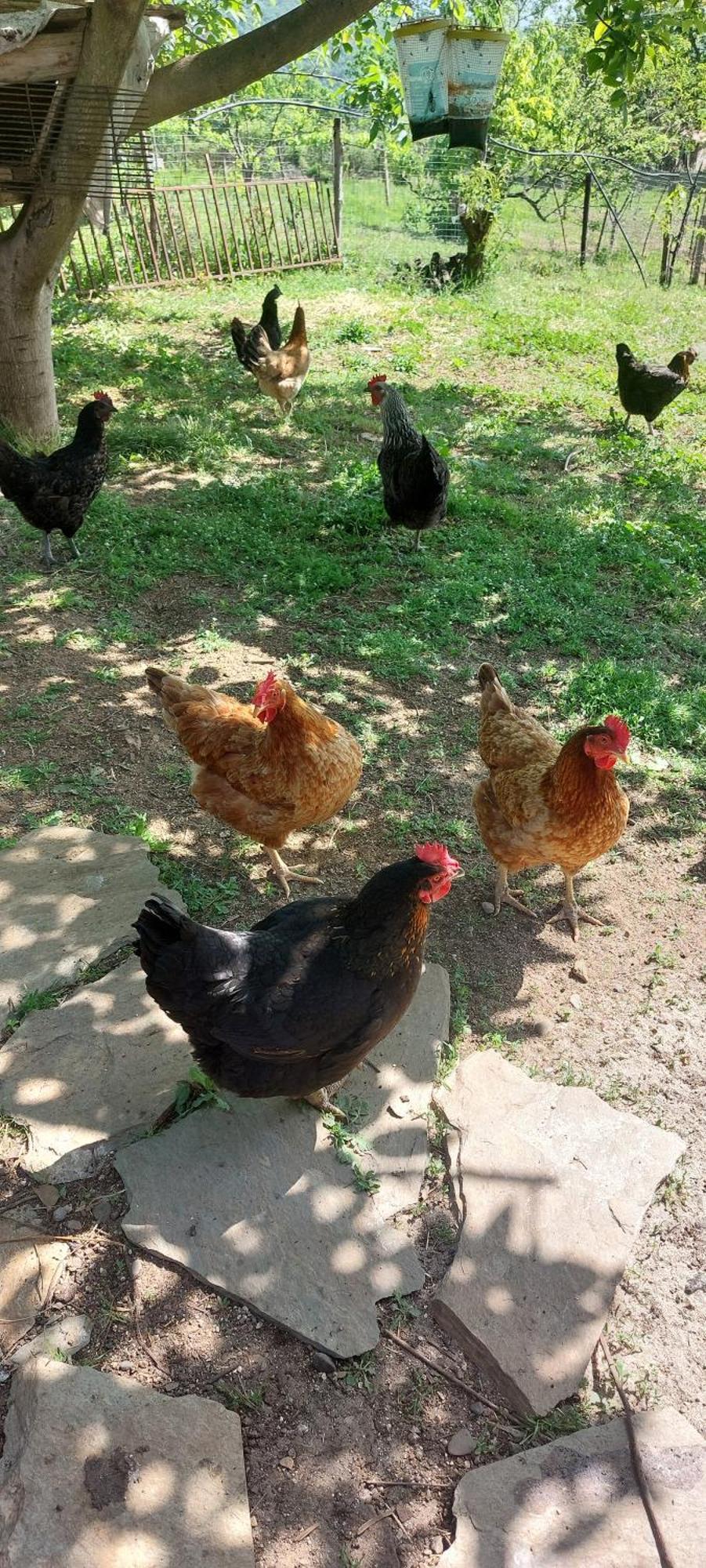 Country Home Genesi 20 Min From Trikala Εξωτερικό φωτογραφία