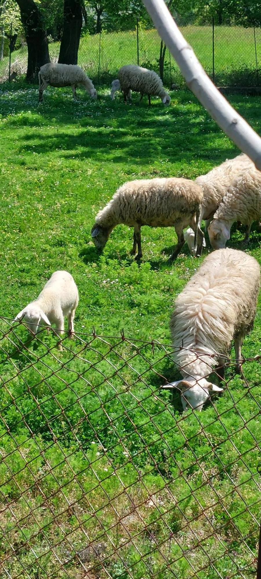 Country Home Genesi 20 Min From Trikala Εξωτερικό φωτογραφία